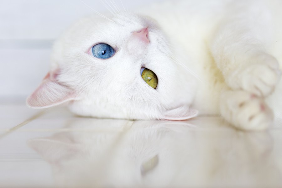 オッドアイの猫を里親でお迎えする方法や費用、譲渡までの流れ