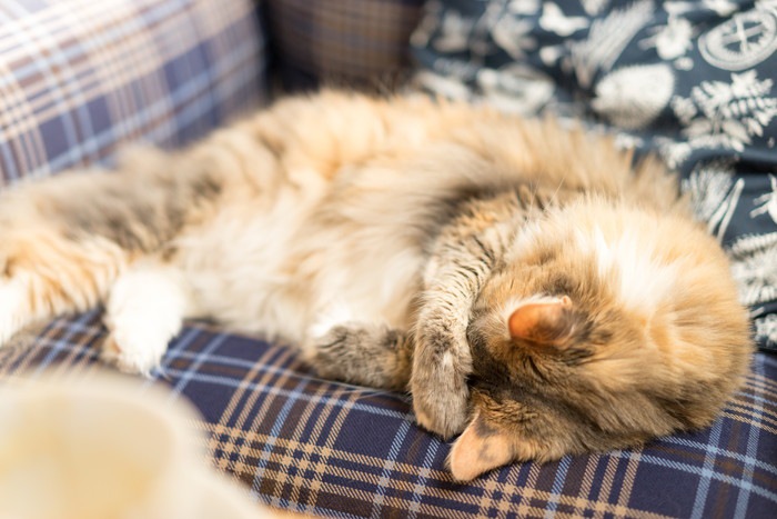 メインクーンのキャッテリーのおすすめ5選