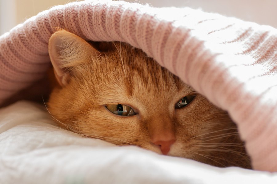 マカロンベッドは猫の寝床に最適！ねこが虜になる５つの商品をご紹介