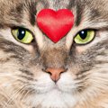 2月22日は猫の日！グッズやイベントをチェックしよう