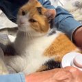 お父さんが愛猫のブラッシングをした結果…思わず胸がギュッとなる『信…
