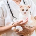 猫が『捻挫』をしているときの4つの兆候と対処法　ケガから守るための…