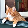 猫は1キロ先の音まで聞こえる！？ネコのお耳に関する凄いところ６選