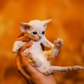 猫の首根っこをつかんでもいいの？メリットや注意点を紹介！