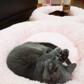 ヒチョルは愛猫と仲良し！絆が深まったエピソードも