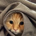 ママの外出を察した猫→ついて行こうとして…まさかの『作戦』が可愛す…