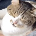 お昼寝していた猫→飼い主さんが『くしゃみ』したら…文句が止まらない…