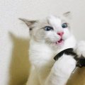  猫の抜け毛を掃除する方法５選！普段からどんな抜け毛対策をしておく…