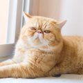 『寿命が短め』と言われている猫種3つとその理由　寿命を左右するポイ…