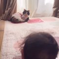 19歳の長寿猫→赤ちゃんが絡んできたときの『対応』が…微笑ましいやり…