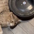 『助けを求めています』とお掃除ロボットから"メッセージ"…