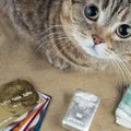 猫のパスケース（定期券入れ）かわいくておすすめな商品