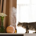 猫が生理的に受け付けない『大嫌いなもの』4選とその理由　体質や習性…