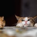 猫が虫を食べる！やめさせるにはどうしたらいい？