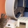 『一体なにをしているの…？』キャットホイールを回す2匹の猫→二度見不…