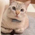 『香箱座りをしている猫』をよーく見たら…前足の隙間に挟まっていた『…