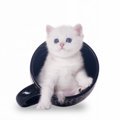 猫のマグカップおすすめ25選！プレゼントにも喜ばれるアイテム