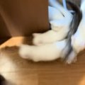 猫たちの『ご飯の時間』→部屋のドアを開けると…カオスすぎる光景に&qu…