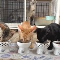 ご飯を食べる子猫たちを見ていたら、1匹が…予想外の行動をとり始める…