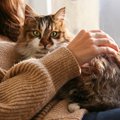 猫を迎える際にどんなことを知っておきたい？体の特性や覚えておくべ…