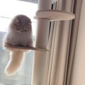 「守り神みたい」キャットタワーの上からじっと見つめる猫→『下』にい…