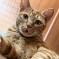 猫の名前を呼んだ飼い主さん→『ニャン』と返事するかと思ったら…全然…