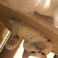 ひよしりん
