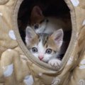 こたつの中でダラダラする6匹の子猫→ママ猫が呼ぶと…可愛すぎて"…