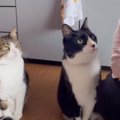 ばあばにご飯のお代わりを"おねだりしにきた兄弟猫"…見事な…