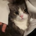 パパがソファに座って仕事をしていたら、猫がやって来て…悶絶必至の『…