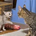 いっちょ前に『やんのか』していた子猫が、1ヶ月後……『まさかの光景』…