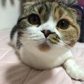 短毛のスコティッシュフォールドが可愛すぎる♡抜け毛は多い？お手入れ…