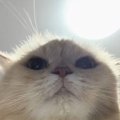 猫のご飯の時間に『寝たフリ』をしたら…笑撃の『ごはんと言いながらキ…