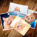 猫の命日の過ごし方５つ