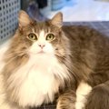 抱っこが好きな猫の種類３選！品種の特徴や性格について