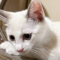 真っ白な猫を迎えたので『おもち』と名前をつけたら…半年後→改名する…