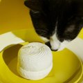 猫のマシュマロを紹介！人気店「やわはだ」や通販で買えるおすすめ商…