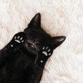 猫は厄を払ってくれる？言い伝えられている5つの伝説