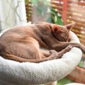 【スラリとモデル体型♡】スタイルの良い猫種４選