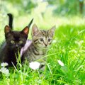お酒を買えば猫が助かる！？日本酒「猫花見月」と「苹果猫」を紹介