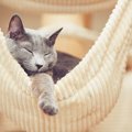 猫の平均睡眠時間はどのくらい？年齢との関係は？