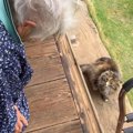 大好きなおばあちゃんが出かけようとすると、猫が…『幸せ溢れるやり取…