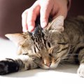 愛猫の介護が必要になったときの飼い主の心構え