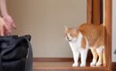病院に連行され、不安そうに鳴きまくる元野良猫→先生を前にした瞬間……