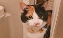 飼い主さんがお風呂に入っていると、猫が心配して…まさかの『尊すぎる…