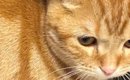 何気なく猫の『右脇腹』を見ていた飼い主さん→ふと既視感を感じたと思…