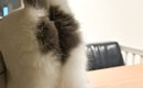 『キッチンを物色する猫』→後ろから撮影した結果…プリティーすぎる『…