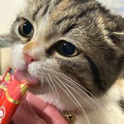 ココロ画像