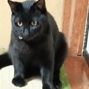黒豆画像
