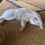 メロン画像
